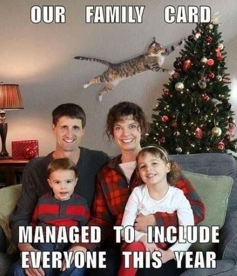 family card cat christmas tree.jpg